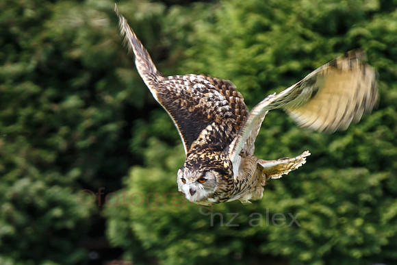 DI0R4810.jpg