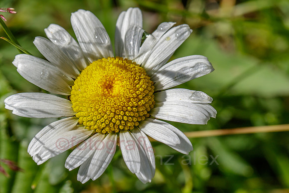 3W0A0810.jpg