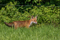 Tiere