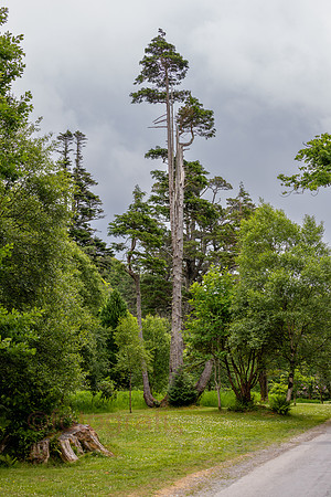 AER53492.jpg