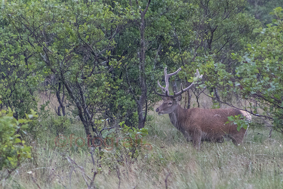 IMG_1511.jpg