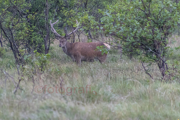 IMG_1512.jpg