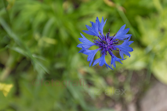 AE5D3993.jpg
