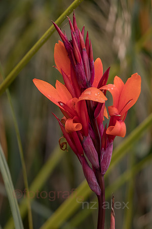 AE5D4021.jpg