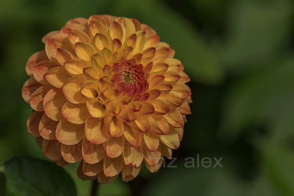 AE5D4042.jpg