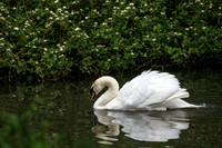 Leeds Castle